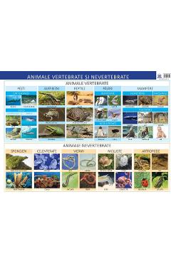Plansa Animale vertebrate si nevertebrate - Florica Alexandrescu