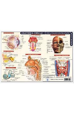 Plansa anatomia omului I